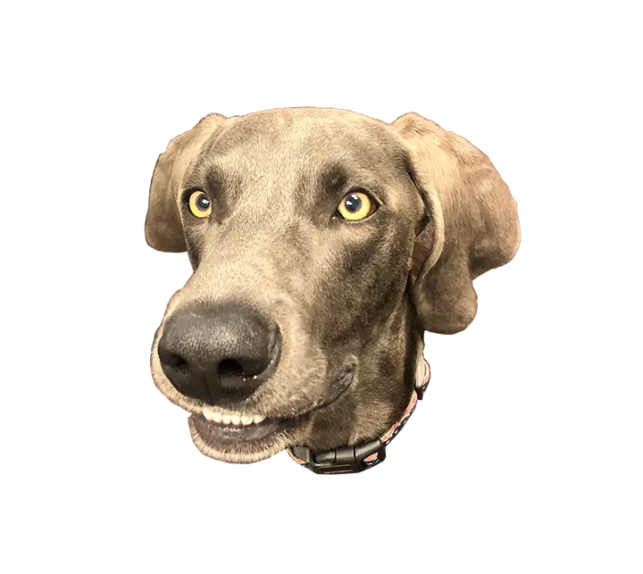 4Star Tech Team - Bodie