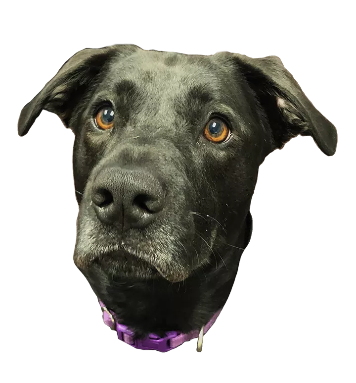 4Star Tech Team - Luna